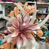 LENNY FASCINATOR