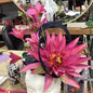 LORI FASCINATOR